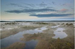 Estonian wetland